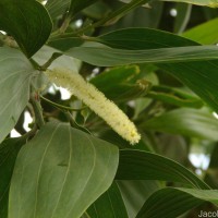 Acacia mangium Willd.